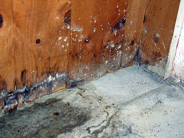 Disaster Cleanup in Brandon, FL Image